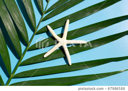 Starfish on tropical palm leaves on blue Starfish on tropical palm leaves on blue 67986588