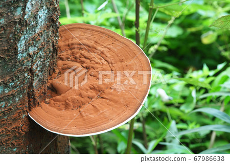 Sarunokoshikake的研究員 Sarunokoshikake的研究員 67986638