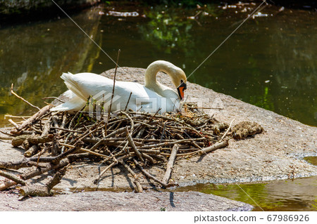 White swan sitting on a nest on a stone in lake 67986926