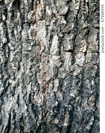 Rustic tree bark texture. Old stem of an old tree. Embossed texture of the brown crust. 67986956