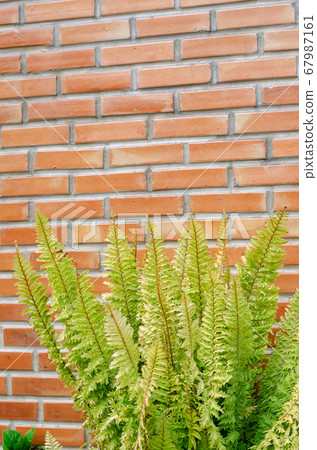 Fern leaves with brick background Fern leaves with brick background 67987161
