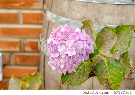 Hydrangea steyermarkii in the outdoor garden Hydrangea steyermarkii in the outdoor garden 67987162