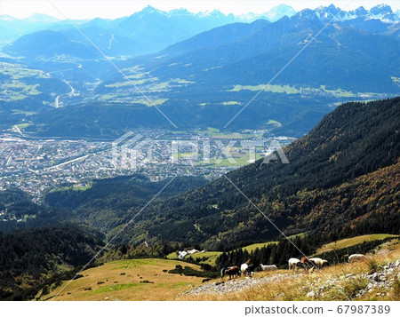 在阿爾卑斯山放牧 67987389