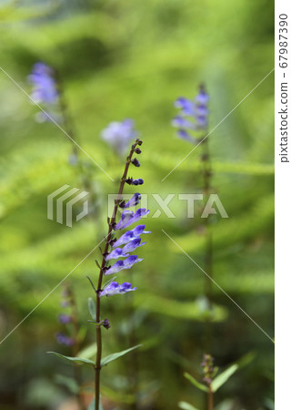 紫色花的野生草本植物 67987390