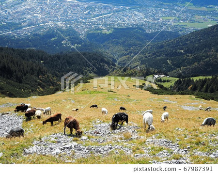 在阿爾卑斯山放牧 67987391