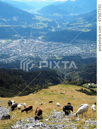 在阿爾卑斯山放牧 在阿爾卑斯山放牧 67987392
