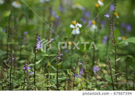 Wild herb with purple flowers 67987394