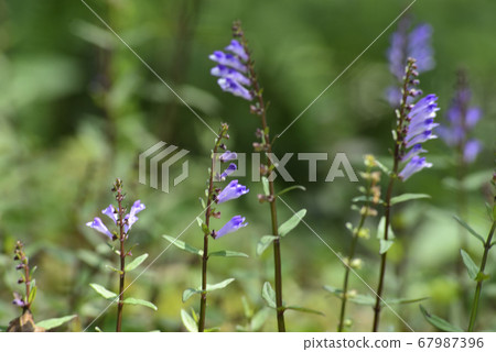 紫色花的野生草本植物 紫色花的野生草本植物 67987396