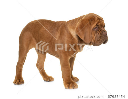 puppy Dogue de Bordeaux 67987454