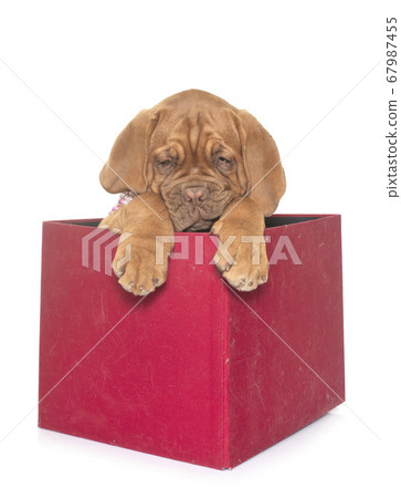 puppy Dogue de Bordeaux 67987455