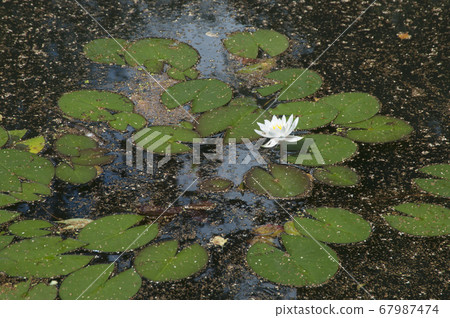 Water lilies (Nymphea) on a pond 67987474