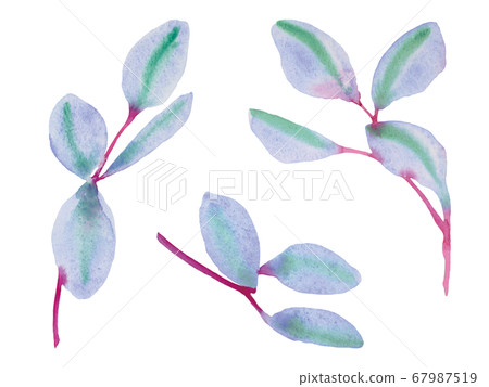 Blue eucalyptus leaves Blue eucalyptus leaves 67987519