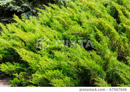Natural background of the green juniper bushes 67987606