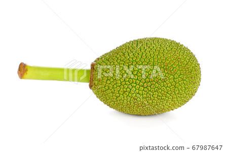 Jackfruit isolated on white background 67987647