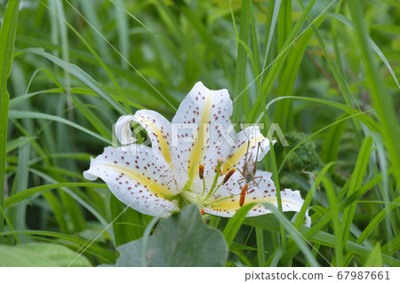 Mountain lily flowers blooming in summer village mountains 67987661