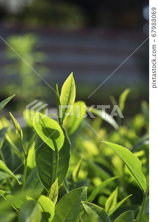 種植園的農作物茶園葉子 67988069