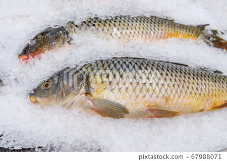fresh fish, carp on ice on the counter of a fresh fish, carp on ice on the counter of a 67988071