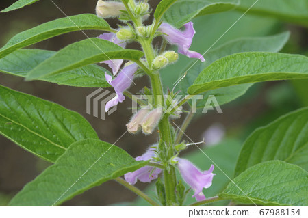 芝麻花盛開在夏田 67988154