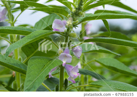 Sesame flower blooming in summer field 67988155