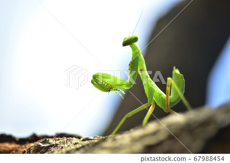 Praying mantis crawling on tree trunk Praying mantis crawling on tree trunk 67988454