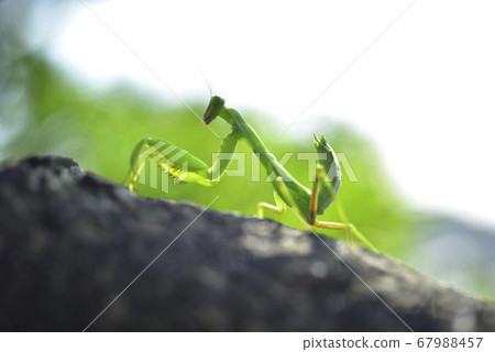 Praying mantis crawling on tree trunk 67988457