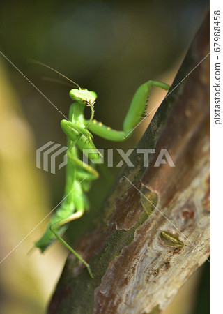 樹幹上爬行的螳螂 樹幹上爬行的螳螂 67988458