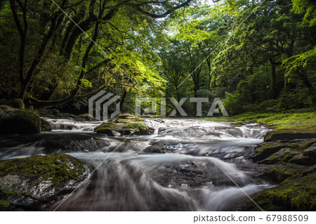 Kikuchi Gorge 67988509