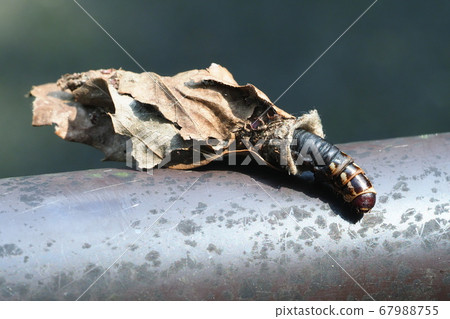 Larvae of Ominoga 67988755