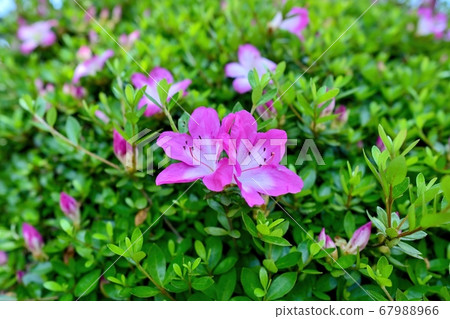 Two pink azaleas that bloom close to each other Two pink azaleas that bloom close to each other 67988966