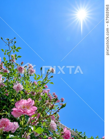 Collaboration of pink roses and light stripes blooming against the blue sky Collaboration of pink roses and light stripes blooming against the blue sky 67988968