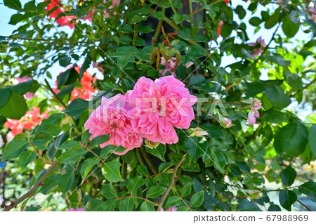 Two pink roses that bloom quietly close together Two pink roses that bloom quietly close together 67988969