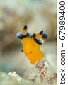 Nudibranch like Pikachu 67989400