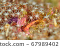 A crab that emerges from a starry dwelling house 67989402