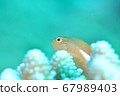 Spectacles that stay on corals 67989403
