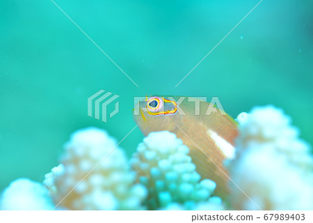 Spectacles that stay on corals Spectacles that stay on corals 67989403