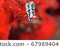 Nudibranch perching on red coral 67989404