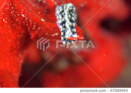 Nudibranch perching on red coral Nudibranch perching on red coral 67989404