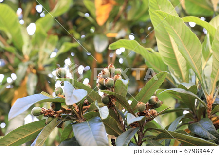 Loquat Loquat 67989447