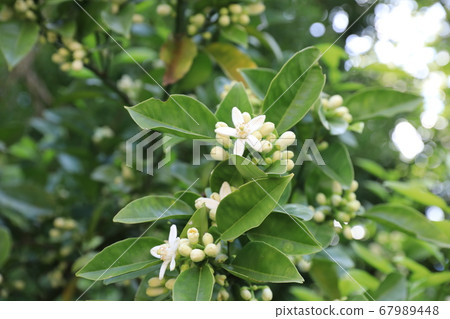 Natsumikan flowers Natsumikan flowers 67989448