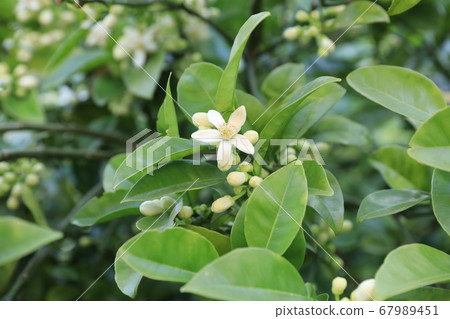 Natsumikan花 Natsumikan花 67989451