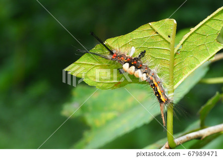 The larva of the cockroach 67989471