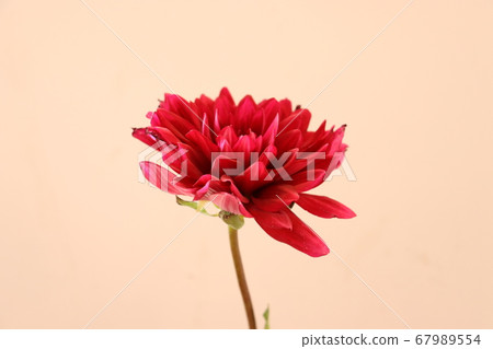 一朵紅色的花大麗花 67989554