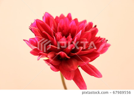 一朵紅色的花大麗花 67989556