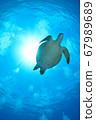 The green turtle and the sun 67989689