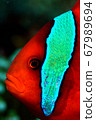 Anemone fish with beautiful scales 67989694