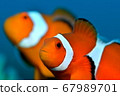 Clown anemonefishes brothers 67989701