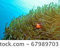 Clown anemonefish hiding in sea anemones 67989703