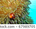 Clownfish hiding in anemones 67989705