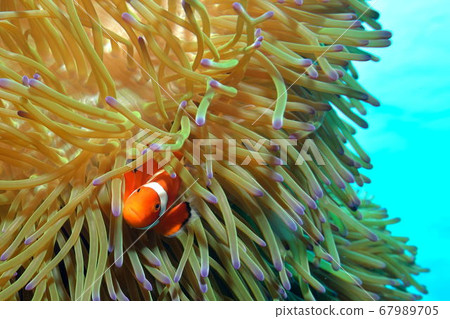 Clownfish hiding in anemones Clownfish hiding in anemones 67989705