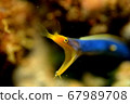 Okinawan moray eel 67989708